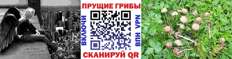 Галлюциногенные грибы MAGIC MUSHROOMS  Купить  Балей 